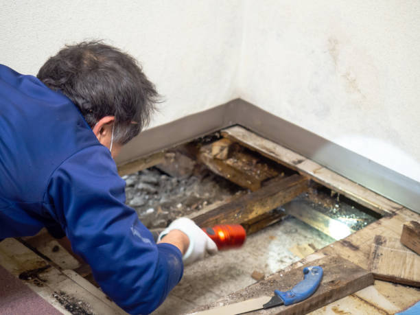Best Fast Mold Removal  in Staunton, IL