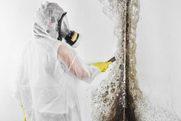 Best Mold Removal and Inspection  in Staunton, IL