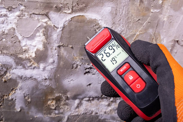 Best Mold Damage Repair  in Staunton, IL