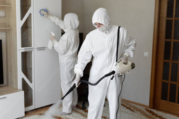 Best Local Mold Removal Service  in Staunton, IL