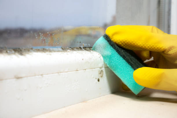 Mold Removal and Inspection in Staunton, IL