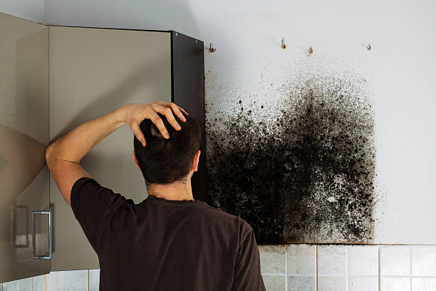 Best Same-Day Mold Removal  in Staunton, IL