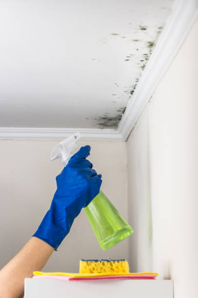 Best Mold Testing  in Staunton, IL