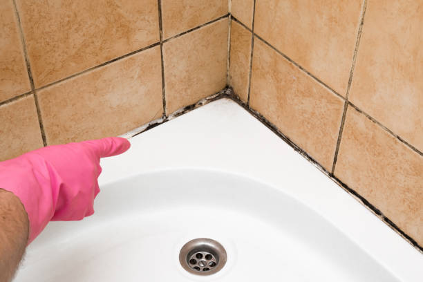 Trusted Staunton, IL Mold Removal Experts